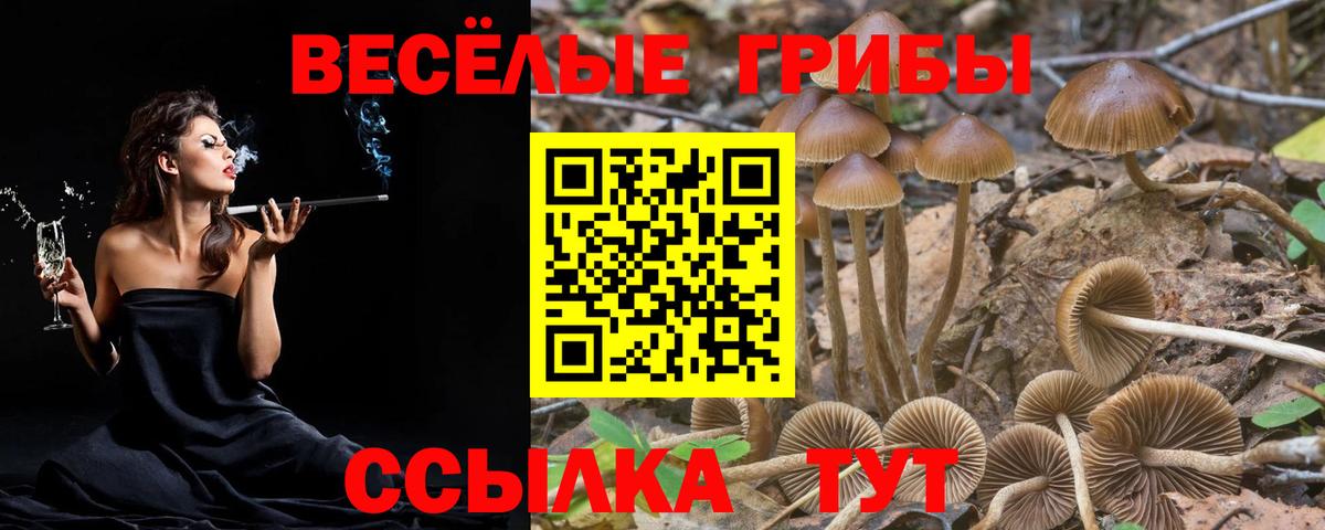 Галлюциногенные грибы Psilocybe Железноводск